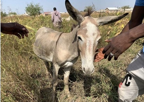 Power the donkey grazes in Walewale. (Danielle Paquette The Washington Post)