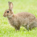 Mr Belifei said he started rabbit farming with five rabbits in 2005