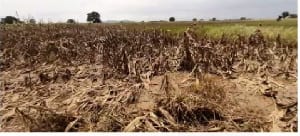 Acres of pineapples and cassava farms destroyed with chemical