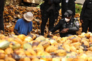 Dr. George Dampare is seen here helping on a cocoa farm