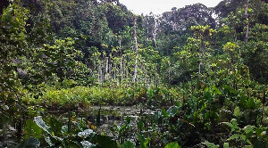The Atewa Forest