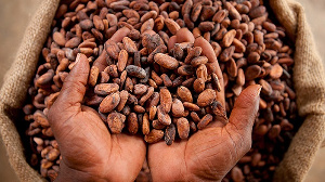 Cocoa is Ghana’s leading foreign exchange earner