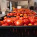 Transportation for tomatoes is key to prime locations