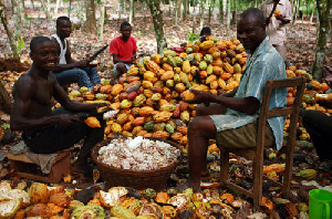 Workers on a cocoa farm